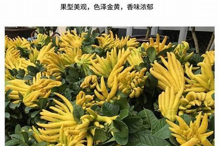 糖尿病人能吃黑豆吗？糖尿病人吃红豆好吗