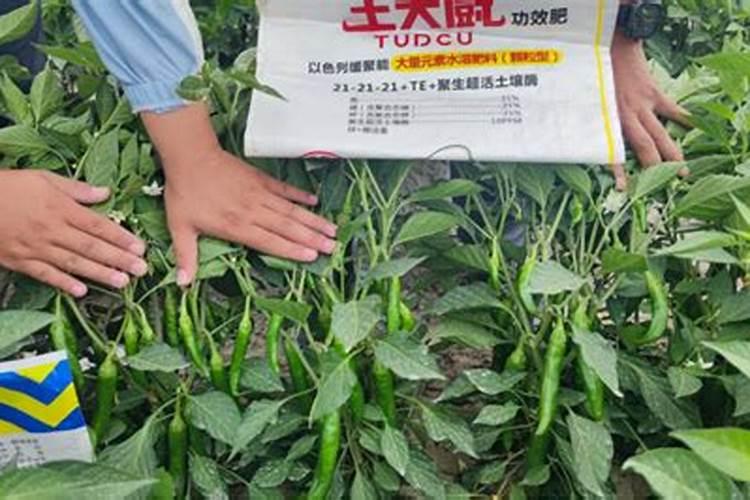 黑豆红豆哪个好