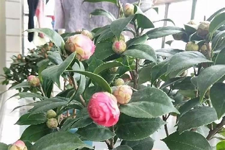 茶花落叶是怎么回事？怎么处理？