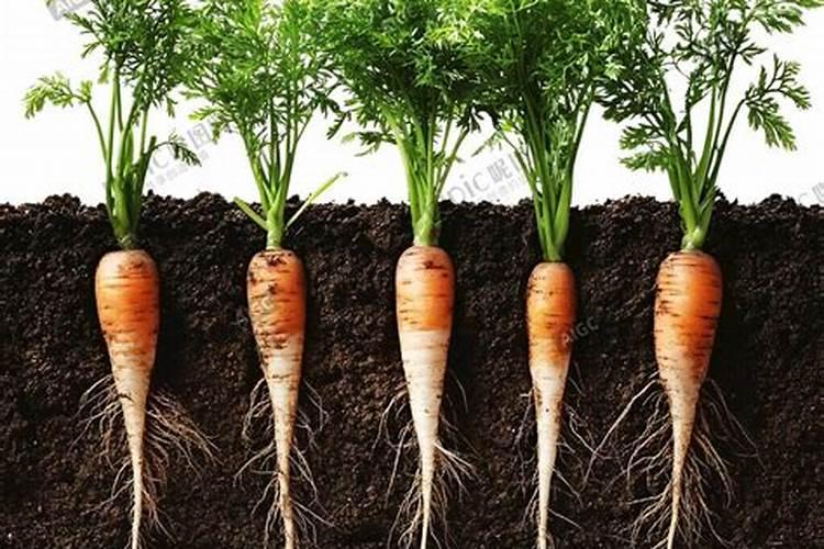 枣树怎么移栽成活率高