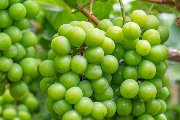 种植阳光玫瑰葡萄时,需要施什么肥呢？