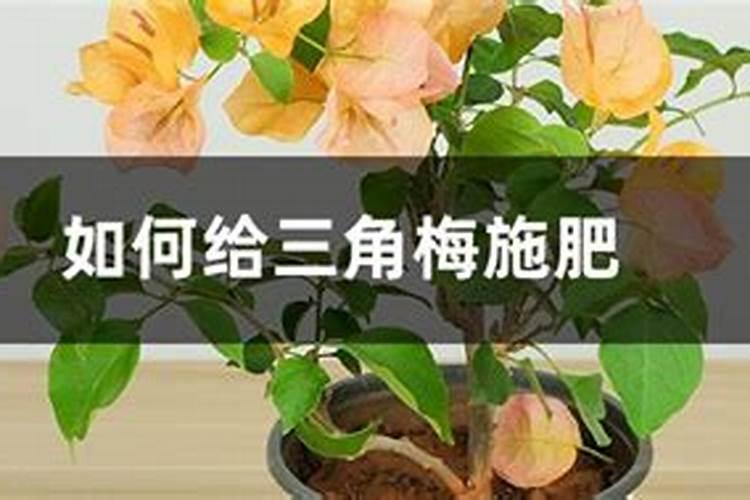 三角梅夏天怎么养