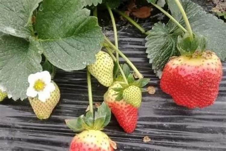 草莓用什么肥料最好可增产