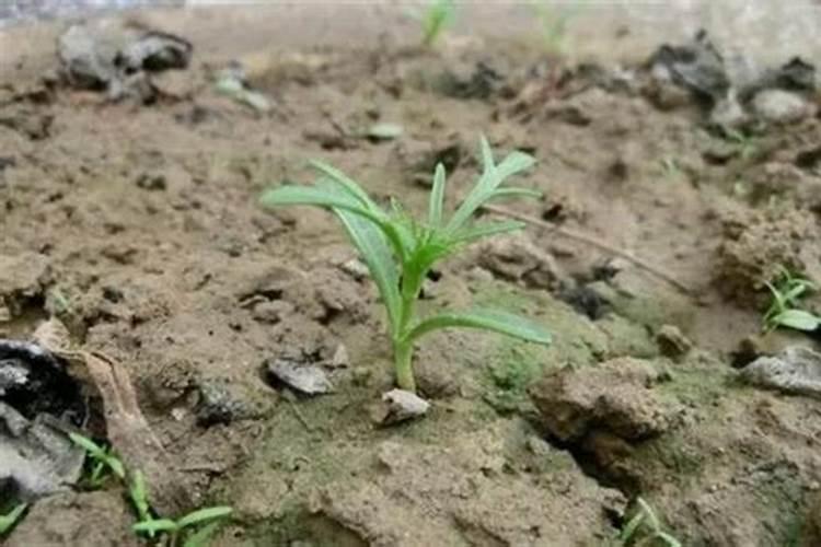 盆栽花卉用什么肥料比较好？哪些肥料生根壮根肥效好？