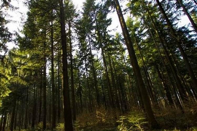 大杉木树应该施什么肥料