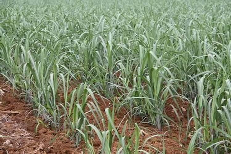 引起番茄落花落果的原因