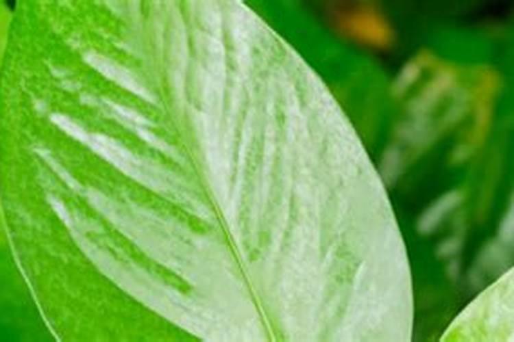 快菜要浇什么肥料