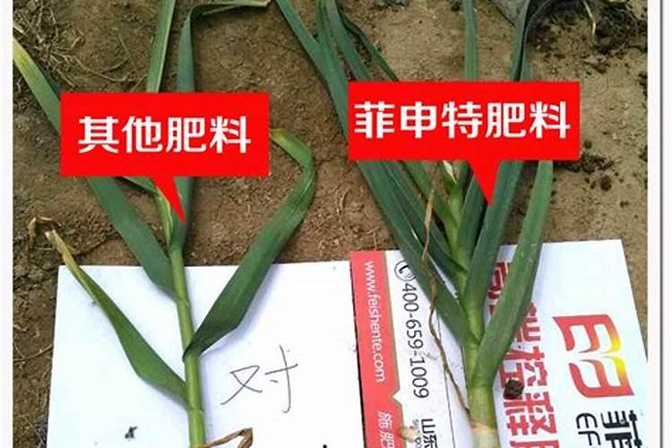 芸豆喜欢什么叶面肥