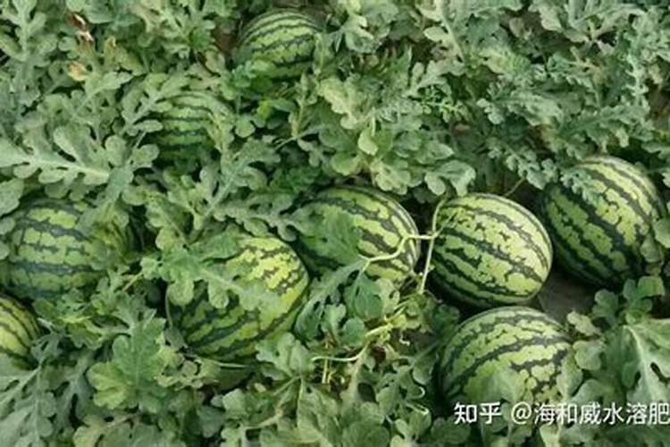 西瓜需肥规律,西瓜施肥误区
