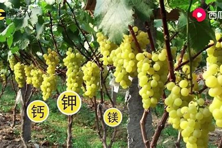 红提葡萄第一个膨大期施什么肥也就是开花后应该施什么肥料