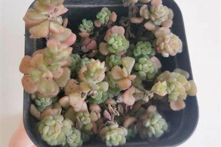 什么豆科植物固氮最好