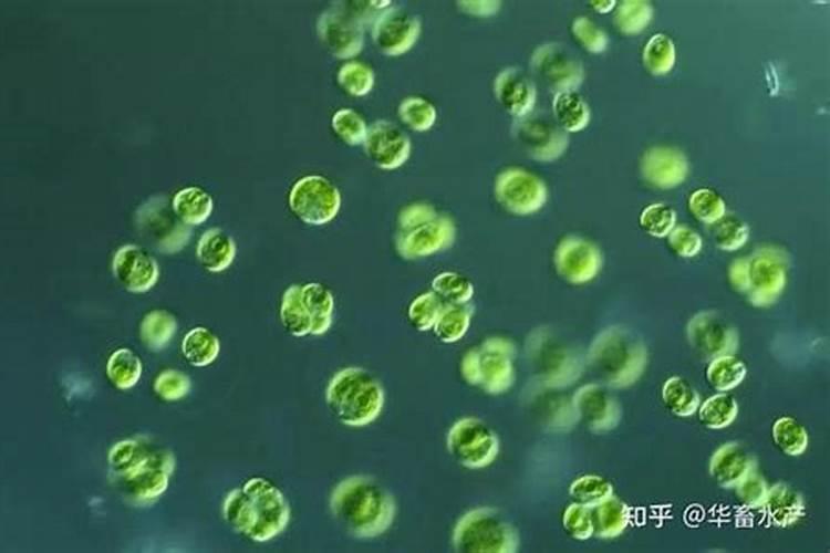 改善鱼池水质的方法。