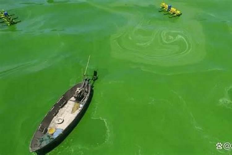 碳铵可以杀蓝藻吗