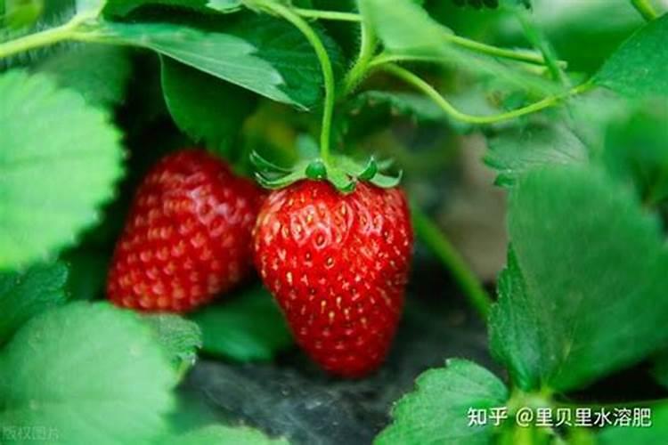 代森锌,波尔多液混合打一天了才下雨了,能失去药效吗？