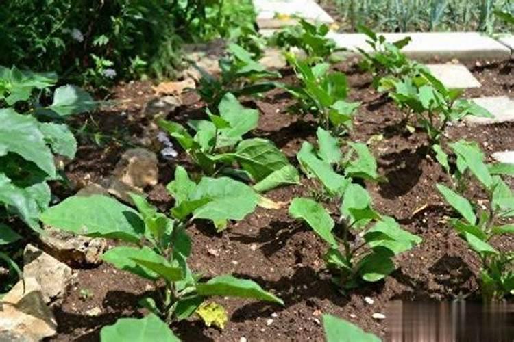 槟榔施什么肥保果 一年内结果开花多少次