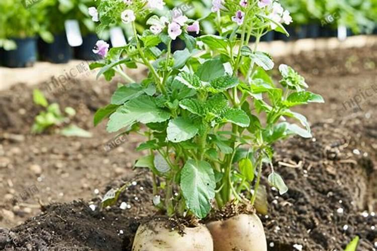 过磷酸钙适合哪些植物