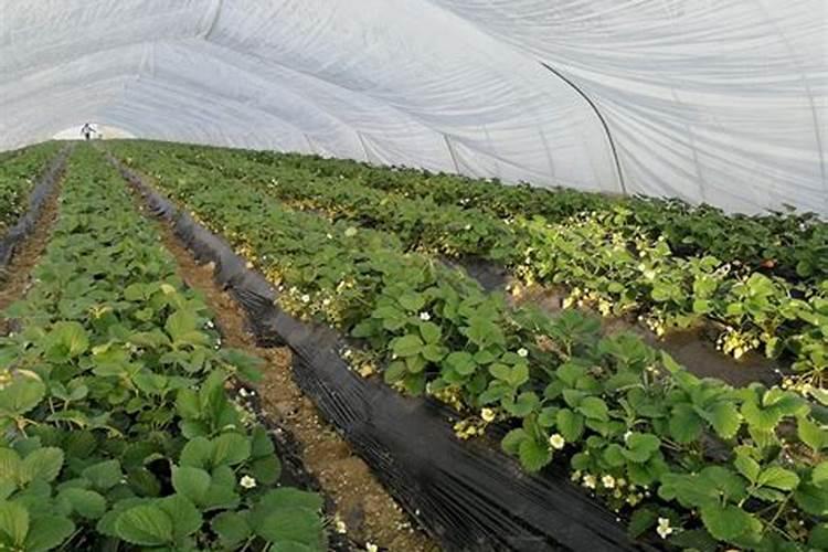 高钾水溶肥什么时候用,在地里几小时见效