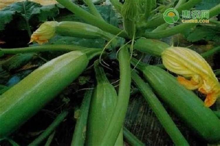 露地西葫芦种植技术