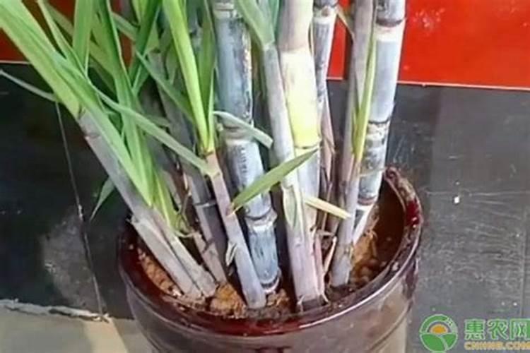 使用正确的甘蔗施肥时间和方法可以提高收成 河南甘蔗施肥时间及方法百 ...