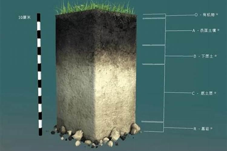 最好的叶面肥有哪几种