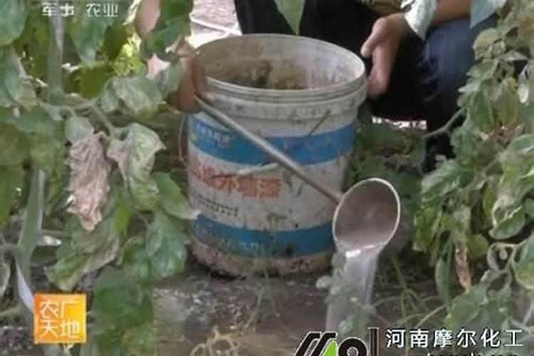水溶肥冲施肥怎样用