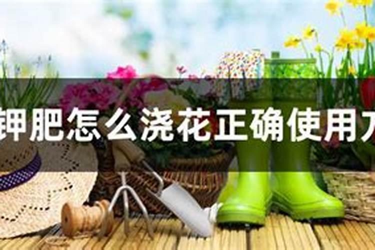 墨兰冬季长花苞需要施肥吗