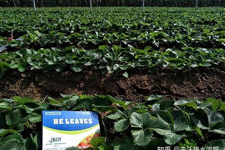 盆栽观叶植物怎样施叶面肥？