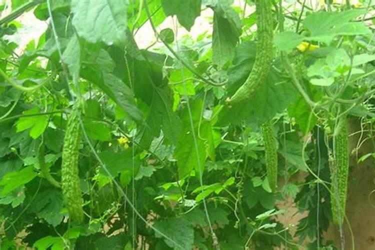 请问各位老师种植苦瓜用什么肥好