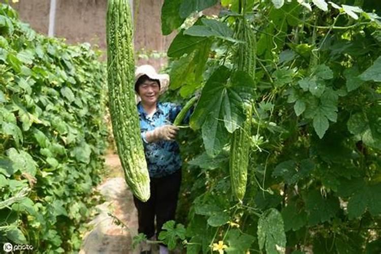 种苦瓜施什肥料才能高产