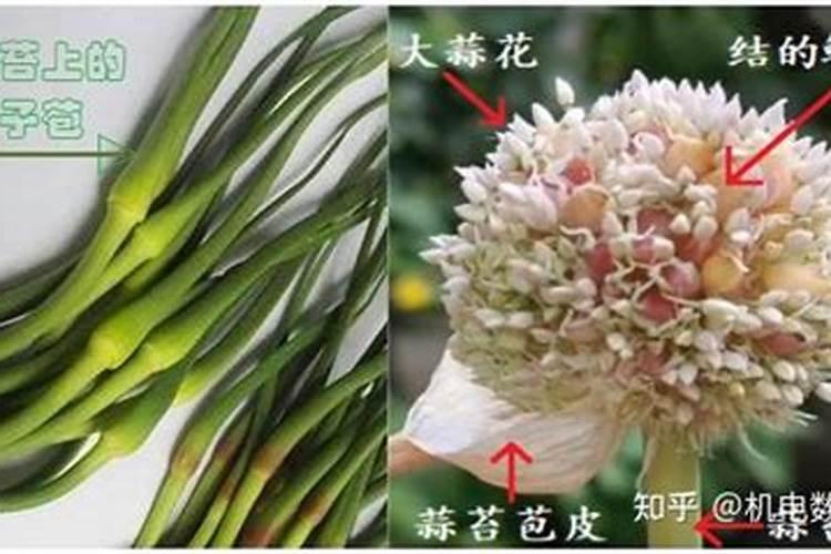 独头蒜籽的种植方法