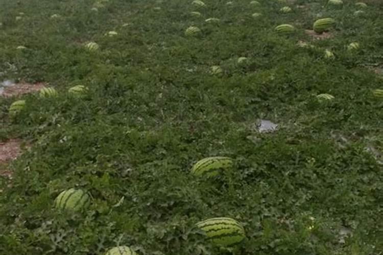 烂苹果可以当肥料吗？
