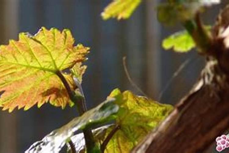 葡萄第一次施肥,是在发芽前施入好呢？还是等芽发出来后进行第一次施肥...