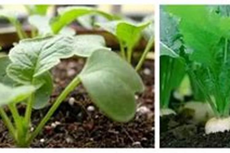 请问一下种植的萝卜就爱出花窜台是什么原因