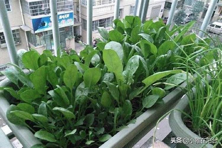 水溶肥怎么用效果更好？