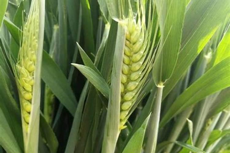 烟台洲际海藻是正规公司吗