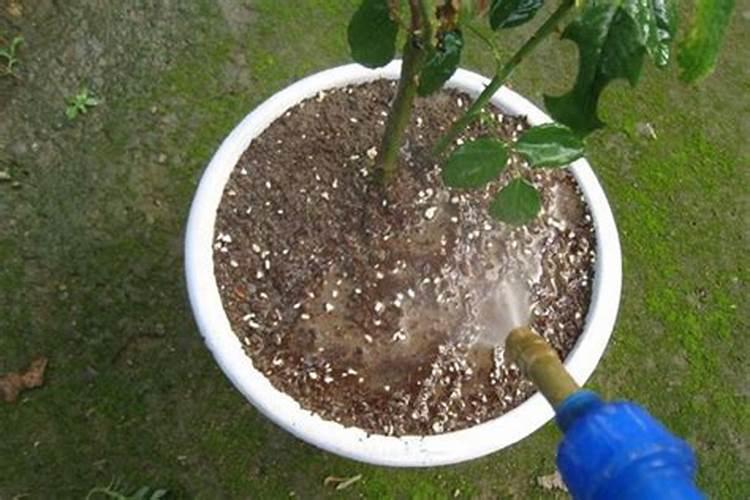 月季花夏季施什么肥好