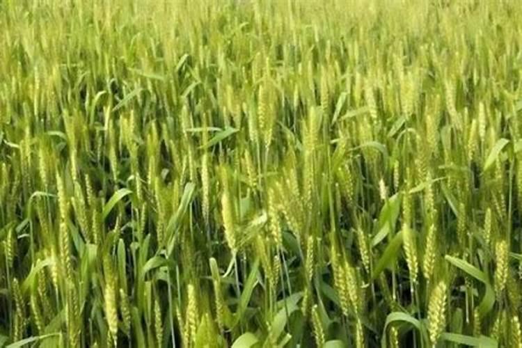 多效唑使用方法介绍