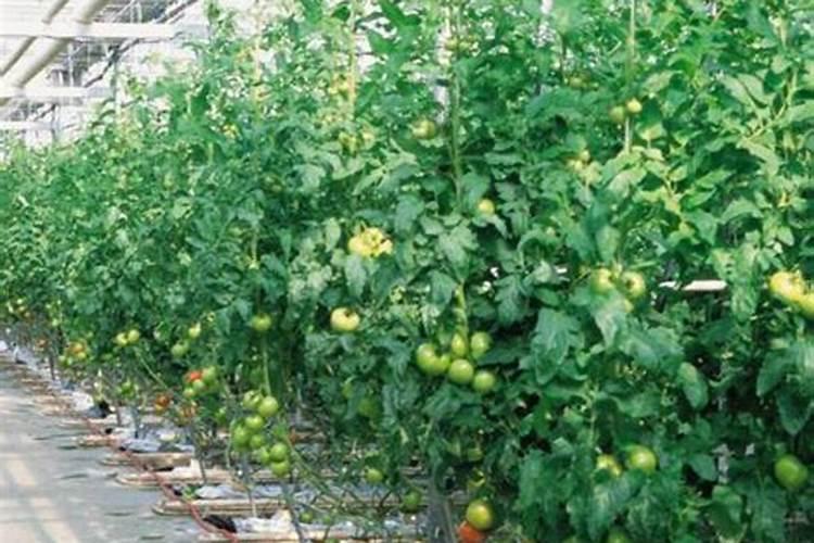 阳台种花用什么肥料好 家里养花用什么肥料最好