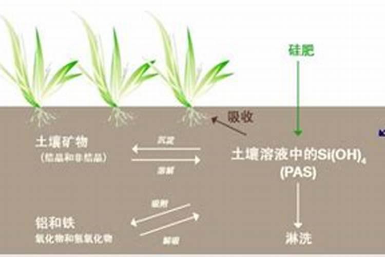 硅肥对水稻作用有多大？