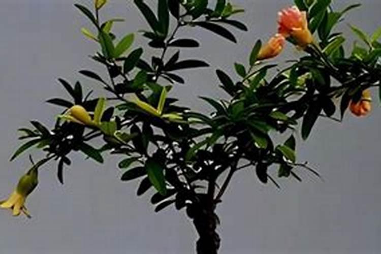 种大蒜草木灰做底肥不能与其它肥料混一块用吗