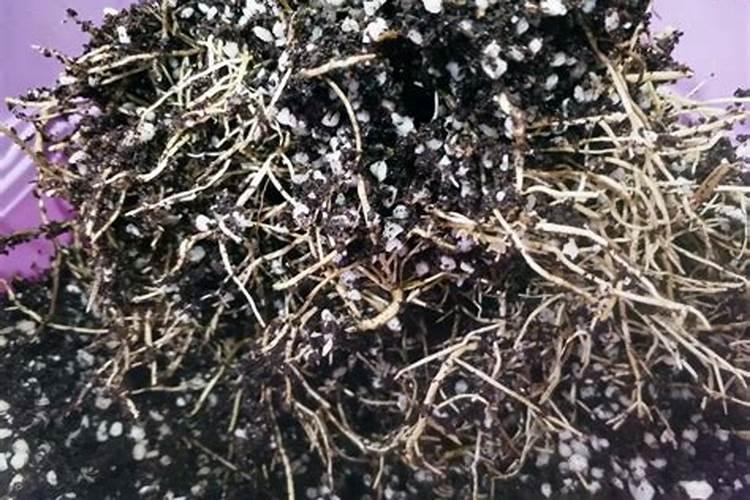 香樟树种碱性土用什么肥料长根快