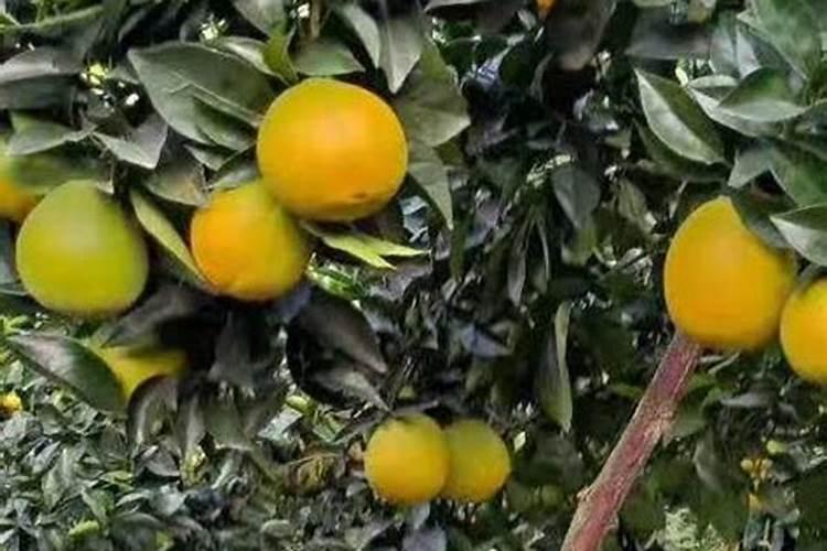 常用高钾水溶肥配比是多少