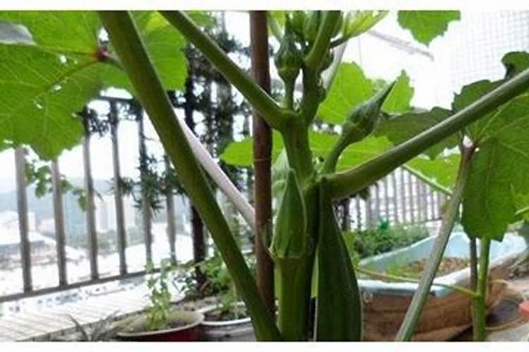 尿素可以冲施吗