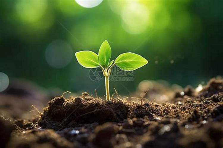 尿素兑水浇施可行吗？