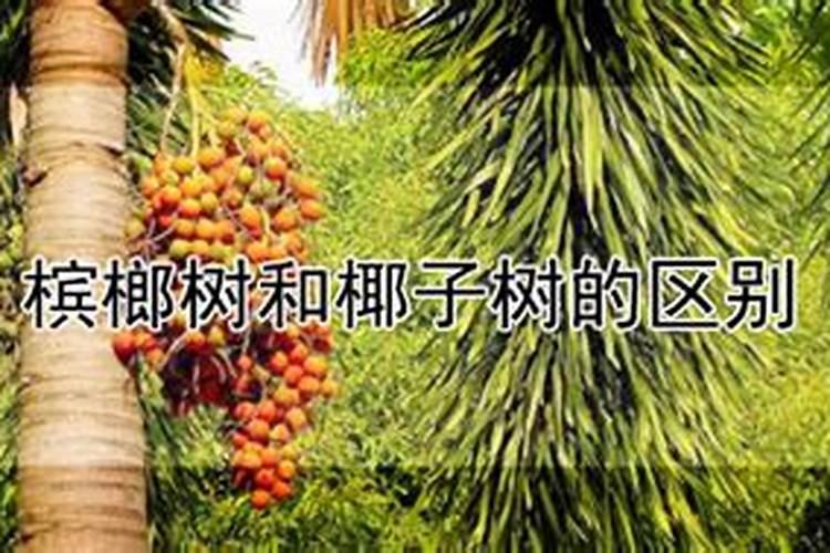 栽植的五味子苗木叶子发黄怎么办？