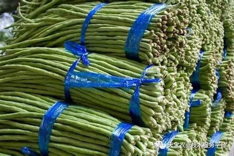 豇豆施肥的正确方法