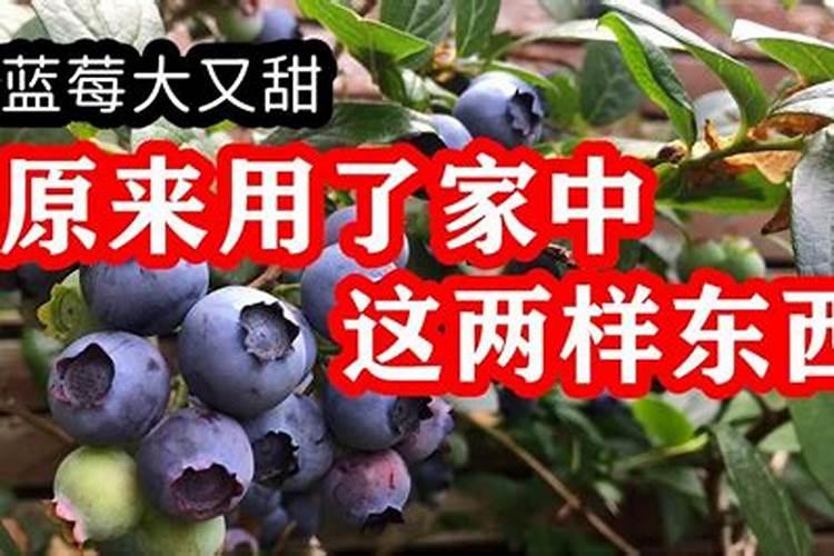 兰花最爱三种肥料