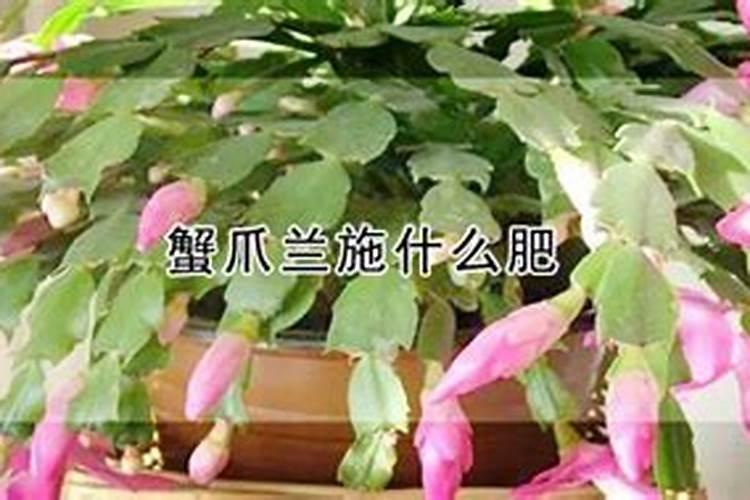 蟹爪兰立秋后加什么肥