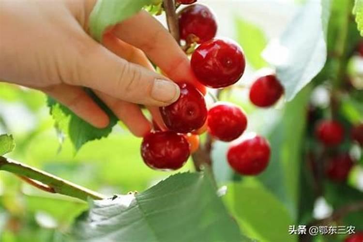 大樱桃谢花后怎样施肥