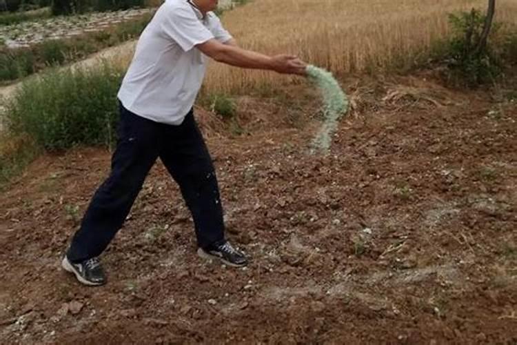 花生需要几种叶面肥啊